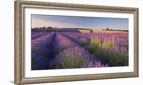 Rosebay Willowherb (Chamerion Angustifolium) Flowering in a Field of Lavender-Adam Burton-Framed Photographic Print