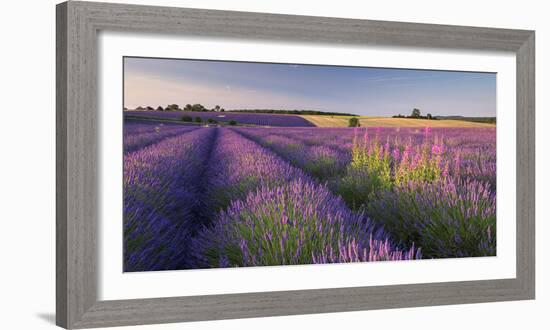 Rosebay Willowherb (Chamerion Angustifolium) Flowering in a Field of Lavender-Adam Burton-Framed Photographic Print