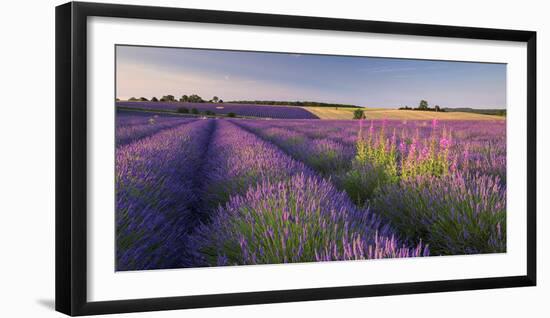 Rosebay Willowherb (Chamerion Angustifolium) Flowering in a Field of Lavender-Adam Burton-Framed Photographic Print