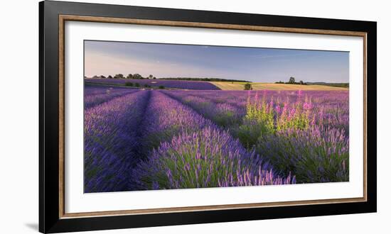 Rosebay Willowherb (Chamerion Angustifolium) Flowering in a Field of Lavender-Adam Burton-Framed Photographic Print