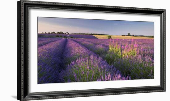 Rosebay Willowherb (Chamerion Angustifolium) Flowering in a Field of Lavender-Adam Burton-Framed Photographic Print