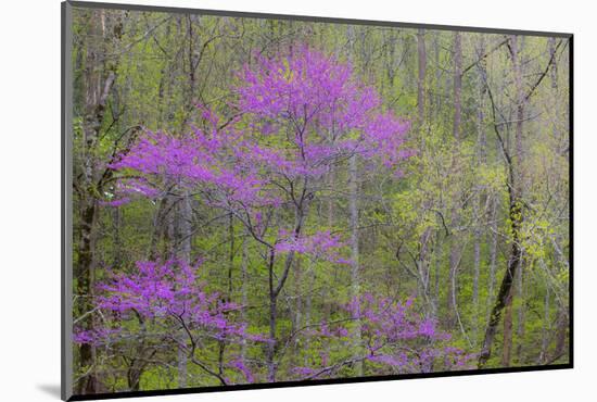 Rosebud tree in bloom in hardwood forest-Sylvia Gulin-Mounted Photographic Print