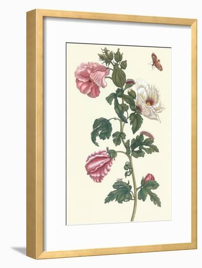 Roselle with Fall Webworm-Maria Sibylla Merian-Framed Art Print