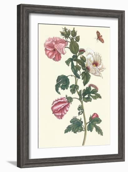 Roselle with Fall Webworm-Maria Sibylla Merian-Framed Art Print