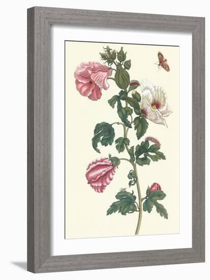 Roselle with Fall Webworm-Maria Sibylla Merian-Framed Art Print