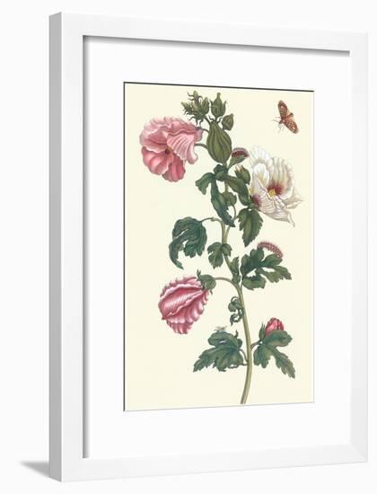 Roselle with Fall Webworm-Maria Sibylla Merian-Framed Art Print