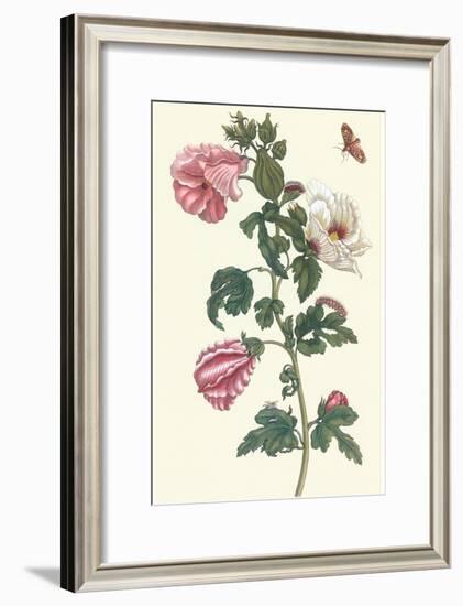 Roselle with Fall Webworm-Maria Sibylla Merian-Framed Art Print