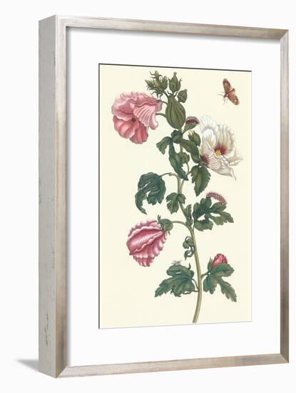 Roselle with Fall Webworm-Maria Sibylla Merian-Framed Art Print