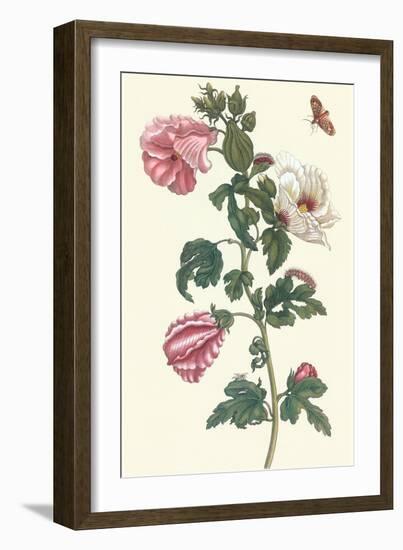 Roselle with Fall Webworm-Maria Sibylla Merian-Framed Art Print