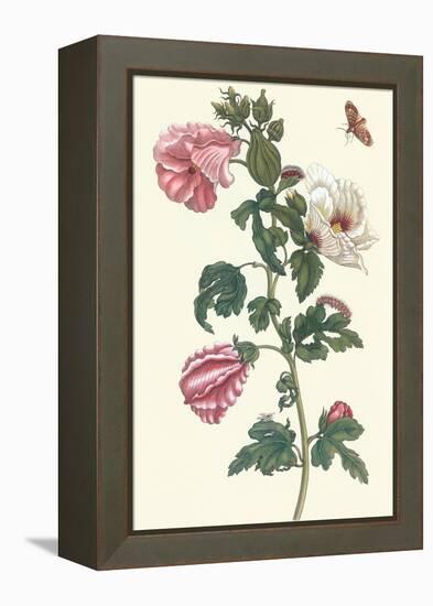 Roselle with Fall Webworm-Maria Sibylla Merian-Framed Stretched Canvas