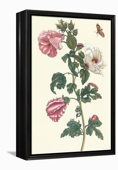 Roselle with Fall Webworm-Maria Sibylla Merian-Framed Stretched Canvas