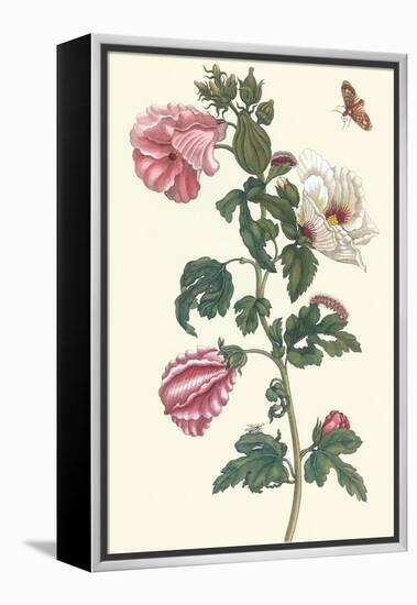Roselle with Fall Webworm-Maria Sibylla Merian-Framed Stretched Canvas