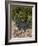 Rosemary and Garlic, Moustiers-Sainte-Marie, Provence, France-Sergio Pitamitz-Framed Photographic Print