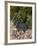 Rosemary and Garlic, Moustiers-Sainte-Marie, Provence, France-Sergio Pitamitz-Framed Photographic Print