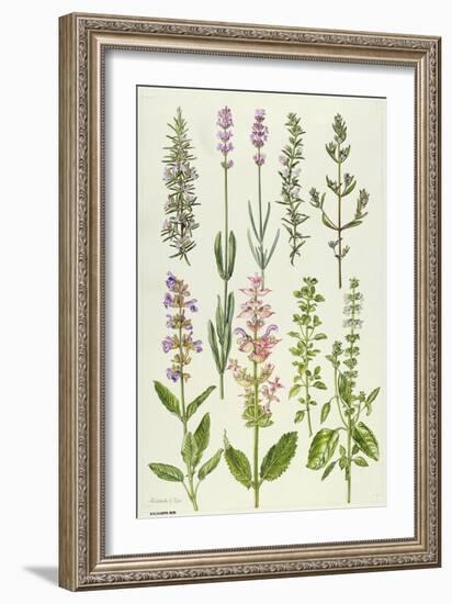 Rosemary and Other Herbs-Elizabeth Rice-Framed Giclee Print