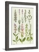 Rosemary and Other Herbs-Elizabeth Rice-Framed Giclee Print