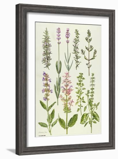Rosemary and Other Herbs-Elizabeth Rice-Framed Giclee Print