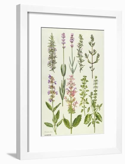 Rosemary and Other Herbs-Elizabeth Rice-Framed Giclee Print