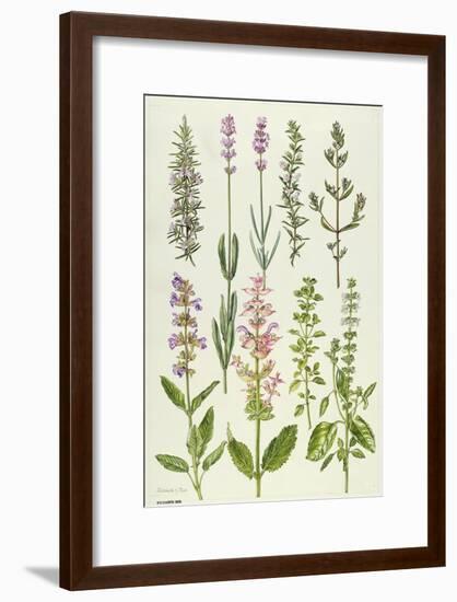 Rosemary and Other Herbs-Elizabeth Rice-Framed Giclee Print