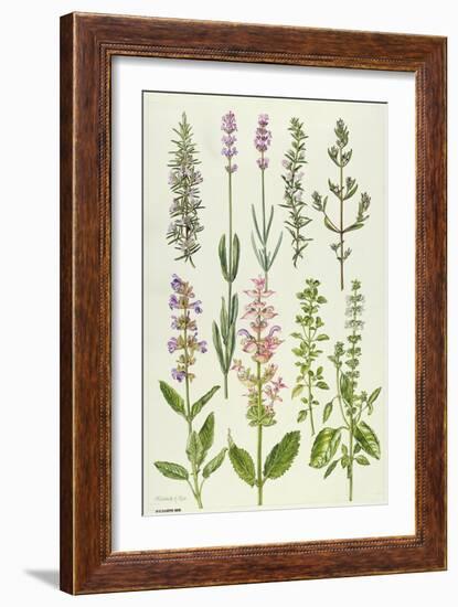 Rosemary and Other Herbs-Elizabeth Rice-Framed Giclee Print