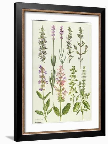 Rosemary and Other Herbs-Elizabeth Rice-Framed Giclee Print