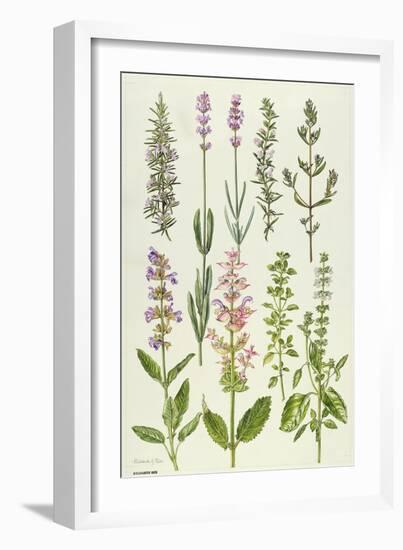 Rosemary and Other Herbs-Elizabeth Rice-Framed Giclee Print