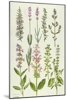 Rosemary and Other Herbs-Elizabeth Rice-Mounted Giclee Print