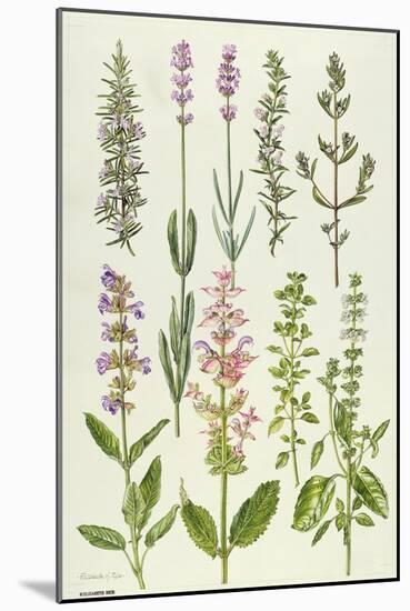 Rosemary and Other Herbs-Elizabeth Rice-Mounted Giclee Print