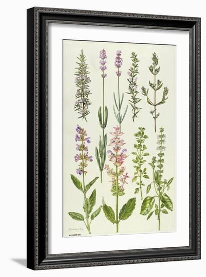 Rosemary and Other Herbs-Elizabeth Rice-Framed Giclee Print