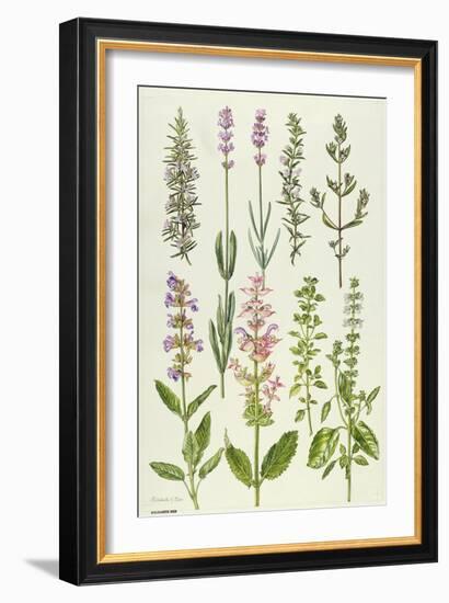 Rosemary and Other Herbs-Elizabeth Rice-Framed Giclee Print