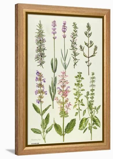 Rosemary and Other Herbs-Elizabeth Rice-Framed Premier Image Canvas
