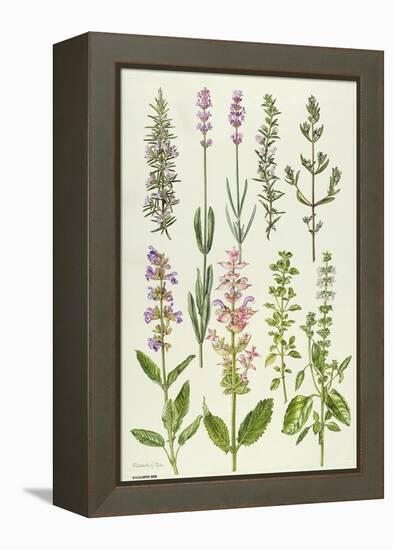 Rosemary and Other Herbs-Elizabeth Rice-Framed Premier Image Canvas