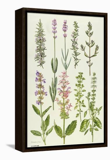 Rosemary and Other Herbs-Elizabeth Rice-Framed Premier Image Canvas