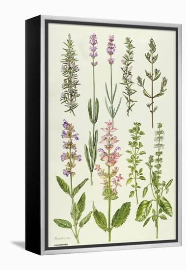 Rosemary and Other Herbs-Elizabeth Rice-Framed Premier Image Canvas