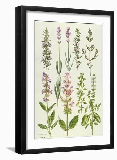 Rosemary and Other Herbs-Elizabeth Rice-Framed Premium Giclee Print