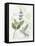 Rosemary and Sage-Elissa Della-piana-Framed Stretched Canvas