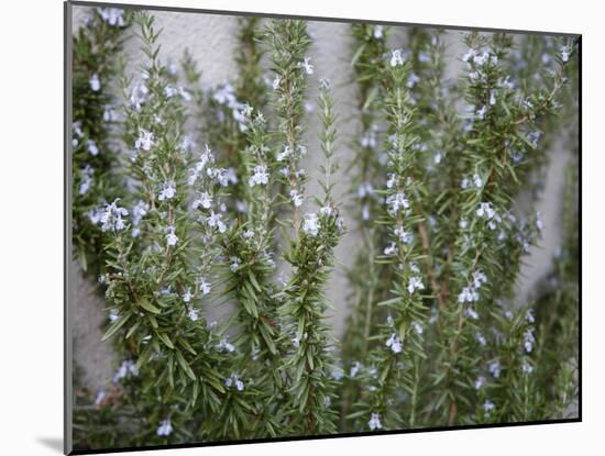 Rosemary Greens-Nicole Katano-Mounted Photo