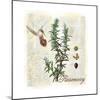 Rosemary Herb-Tina Lavoie-Mounted Giclee Print