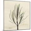 Rosemary Moment-Albert Koetsier-Mounted Art Print