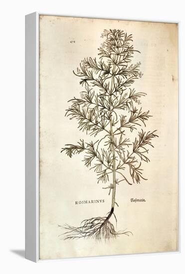 Rosemary, Rosmarinus Officinalis (Rosmarinus), 1542-null-Framed Premier Image Canvas