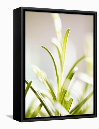 Rosemary-null-Framed Premier Image Canvas