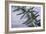 Rosemary-Maxine Adcock-Framed Photographic Print