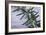 Rosemary-Maxine Adcock-Framed Photographic Print