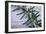 Rosemary-Maxine Adcock-Framed Photographic Print