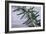 Rosemary-Maxine Adcock-Framed Photographic Print