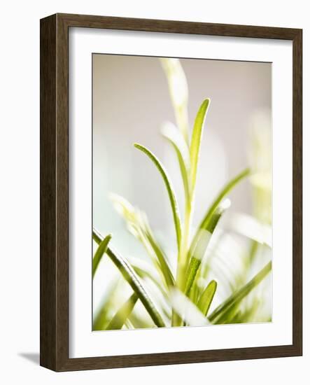 Rosemary-null-Framed Photographic Print