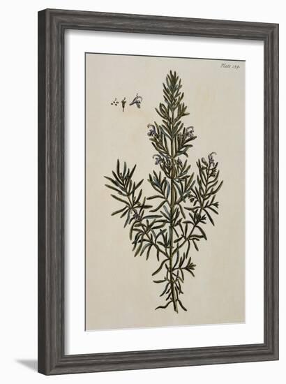 Rosemary-Elizabeth Blackwell-Framed Giclee Print