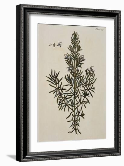 Rosemary-Elizabeth Blackwell-Framed Giclee Print