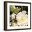 Roses 11-Rick Novak-Framed Art Print