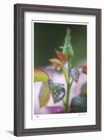 Roses 1-Florence Delva-Framed Limited Edition